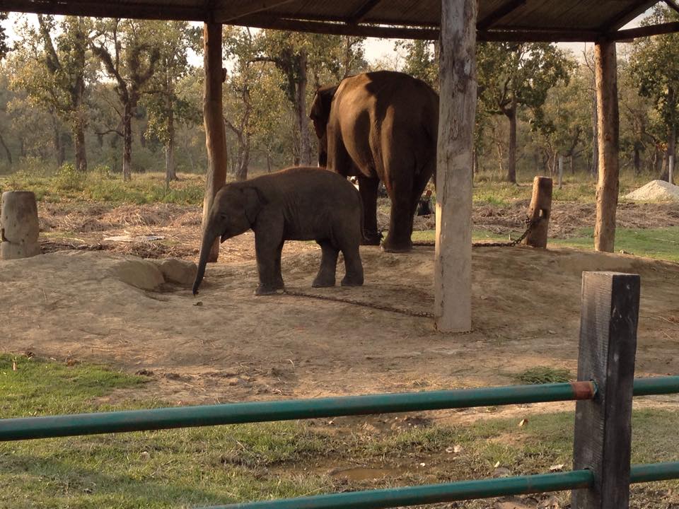 Elephant Breeding Center in Chitwan1687257025.jpeg